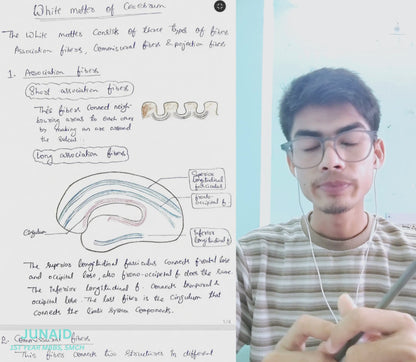 Neuroanatomy