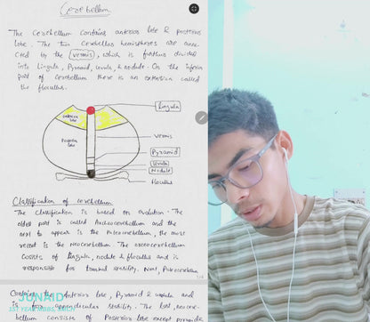 Neuroanatomy