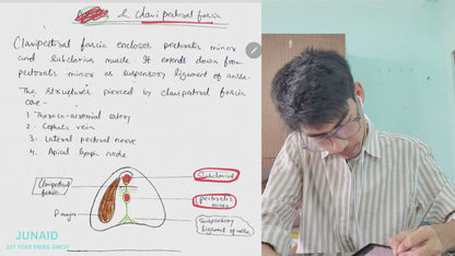 Upper limb