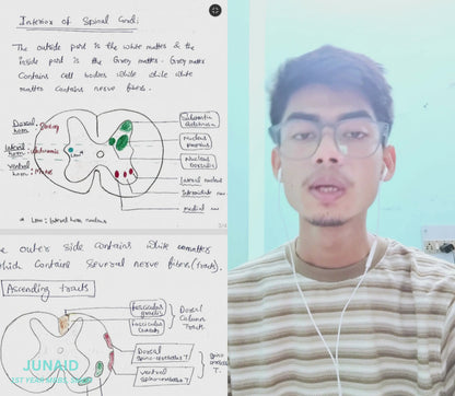 Neuroanatomy