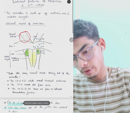 Neuroanatomy