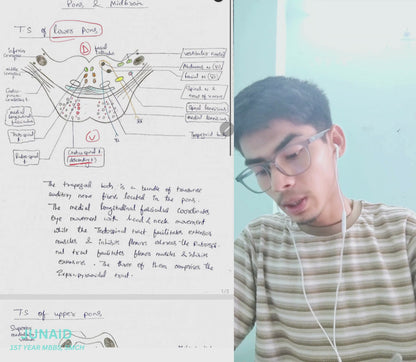 Neuroanatomy